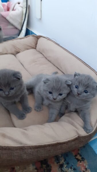 British shorthair