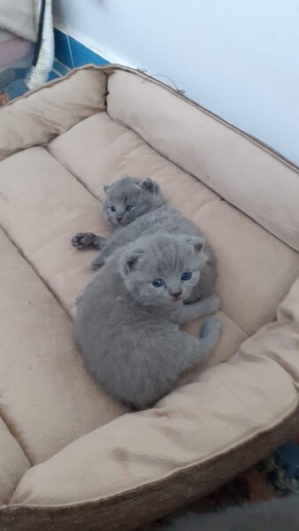 British shorthair