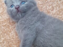 British shorthair